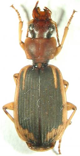 Apenes marginalis