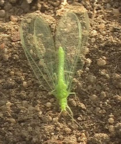 Réf. 4 404 : Chrysoperla affinis