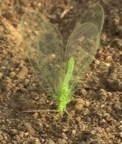 Réf. 4 405 : Chrysoperla affinis