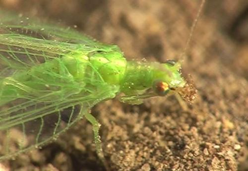 Chrysoperla affinis