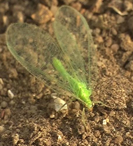 Réf. 4 406 : Chrysoperla affinis