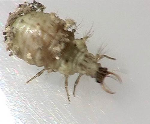Pseudomallada sp.