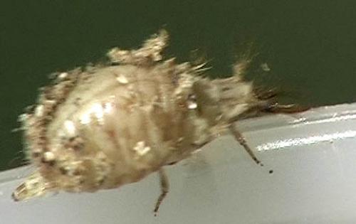 Réf. 4 400 : Pseudomallada sp.