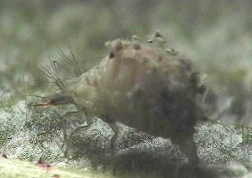 Réf. 4 401 : Pseudomallada sp.
