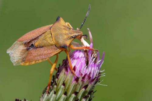 Carpocoris fuscispinus