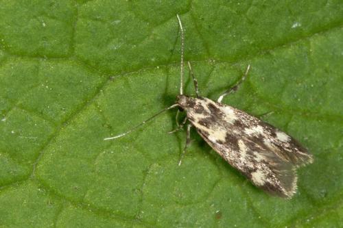 Réf. 4 900 : Denisia sp.
