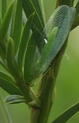 Chrysoperla affinis
