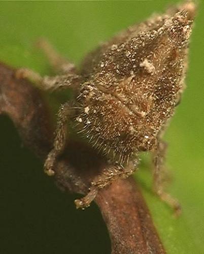 Stictocephala bisonia