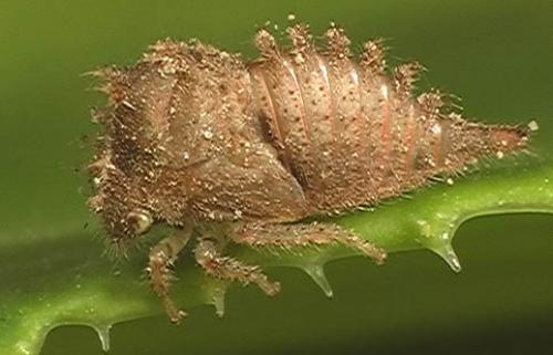 Réf. 4 577 : Stictocephala bisonia