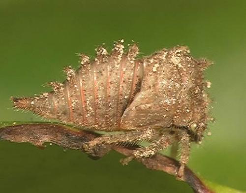 Stictocephala bisonia