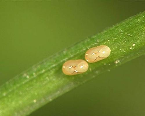 Rhopalus sp.