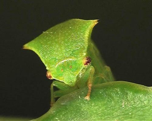 Stictocephala bisonia