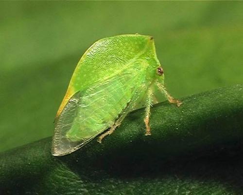 Réf. 4 683 : Stictocephala bisonia