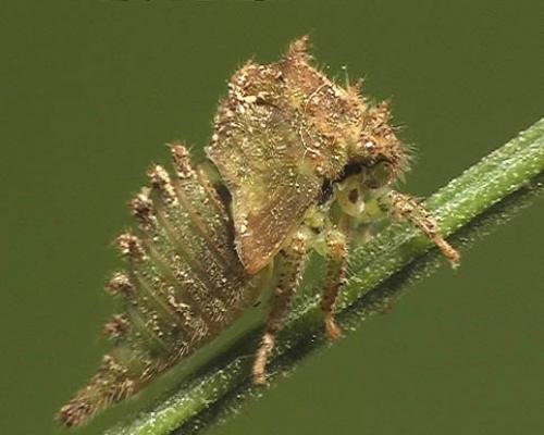 Stictocephala bisonia