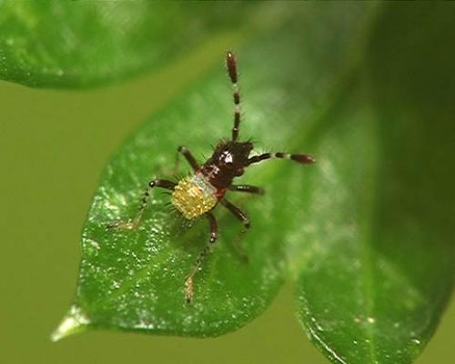 Réf. 4 829 : Rhopalus sp.