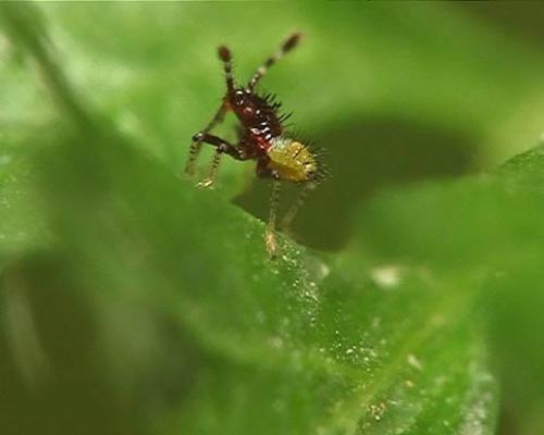 Réf. 4 831 : Rhopalus sp.