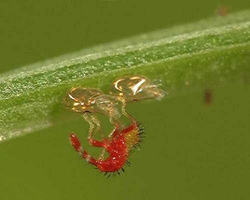 Réf. 4 828 : Rhopalus sp.