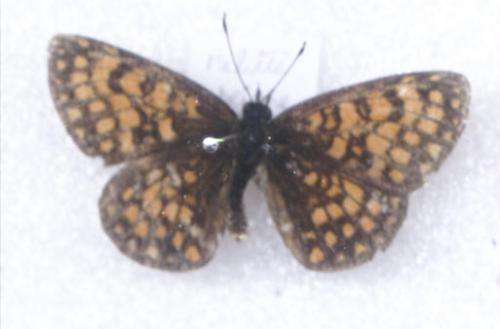 Melitaea sp.