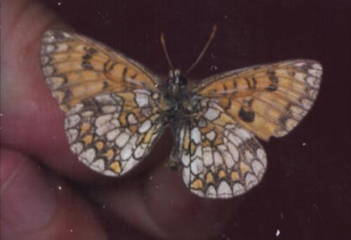 Melitaea sp.