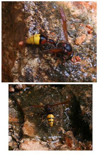 Delta unguiculatum