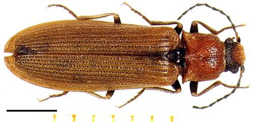 Réf. 4 157 : Denticollis linearis