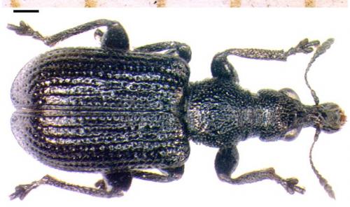 Deporaus betulae