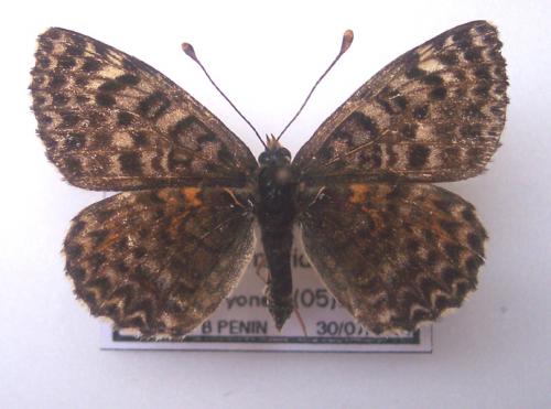 Réf. 4 360 : Melitaea didyma