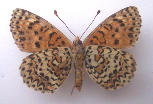 Réf. 4 361 : Melitaea didyma