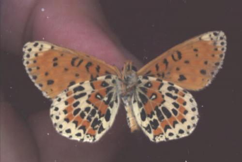 Melitaea didyma