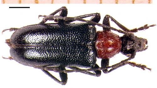 Réf. 4 169 : Dinoptera collaris