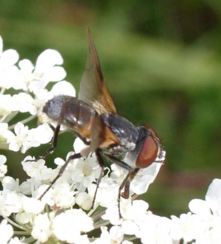 Réf. 4 203 : Ectophasia sp.