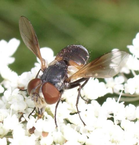 Réf. 4 204 : Ectophasia sp.