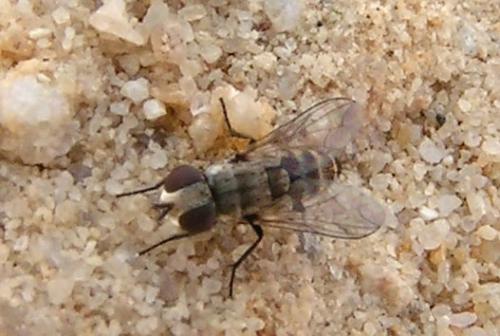 Miltogramminae