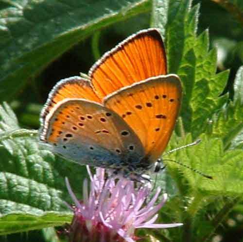 Lycaena dispar