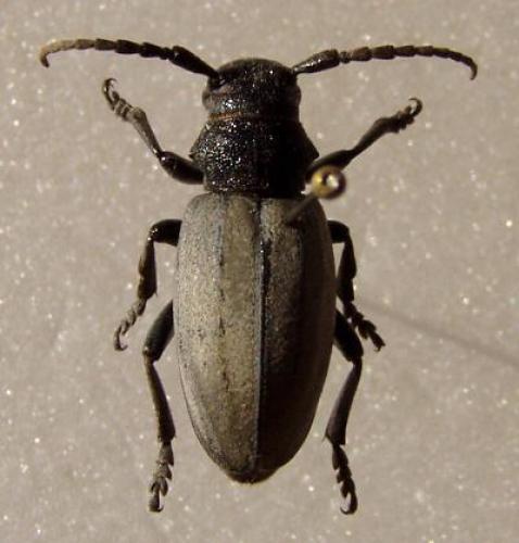 Réf. 4 120 : Iberodorcadion fuliginator