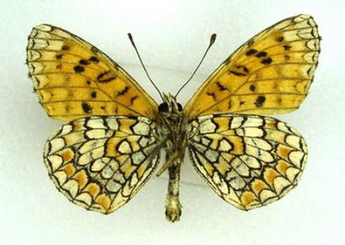 Melitaea deione