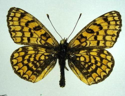 Melitaea deione