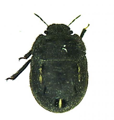 Odontoscelis fuliginosa