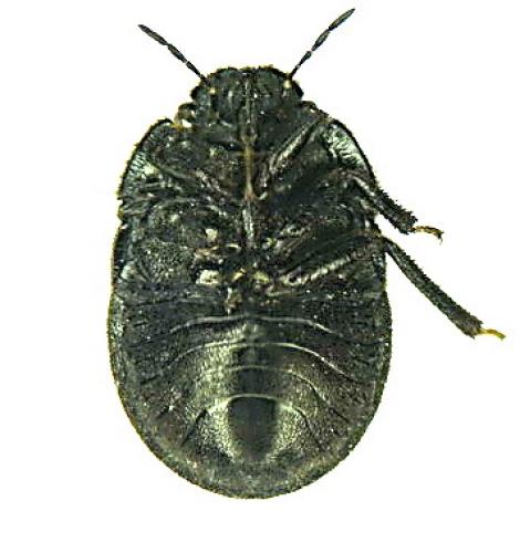 Réf. 4 219 : Odontoscelis fuliginosa