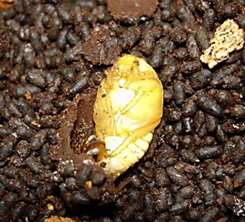 Réf. 4 232 : Cetonia aurata aurata