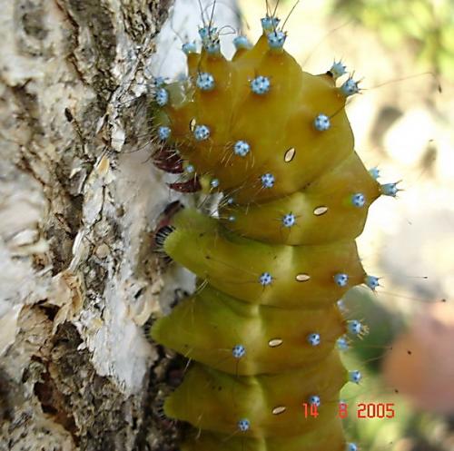 Saturnia pyri