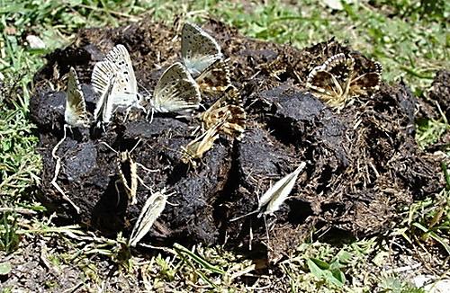Polyommatus coridon