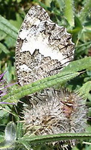 Brintesia circe