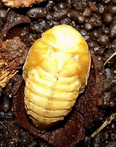 Cetonia aurata aurata