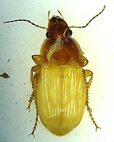 Réf. 4 283 : Harpalus dimidiatus