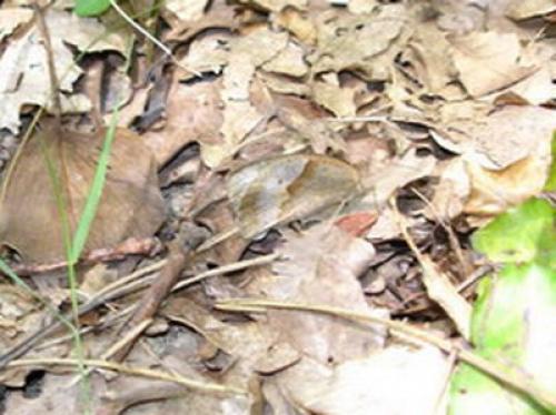 Maniola jurtina