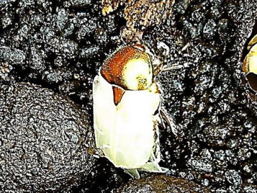 Cetonia aurata aurata