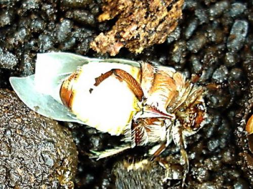 Cetonia aurata aurata