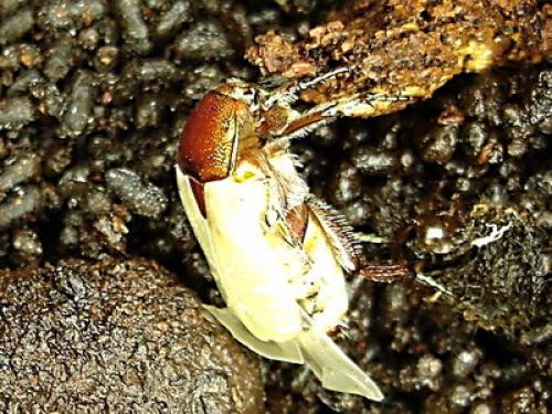 Cetonia aurata aurata