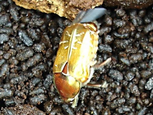 Cetonia aurata aurata